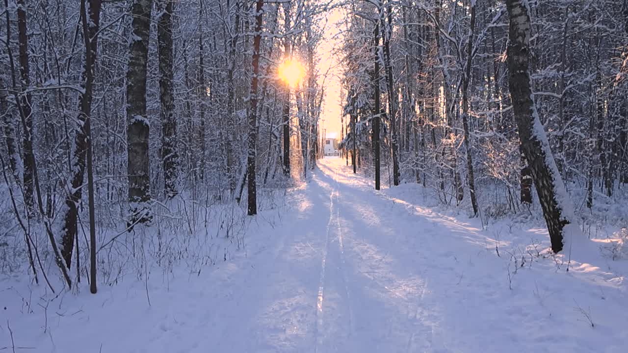 Fredelig skogssti i snø med skispor og gyllent sollys som skinner gjennom frostkledde vintertrær