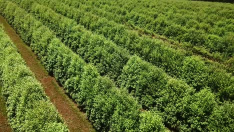 vista aérea de arbustos de té en filas