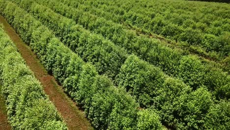 aerial view of tea bushes in rows