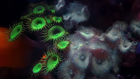 closeup of decorative small green and pale blue reef corals in an aquarium