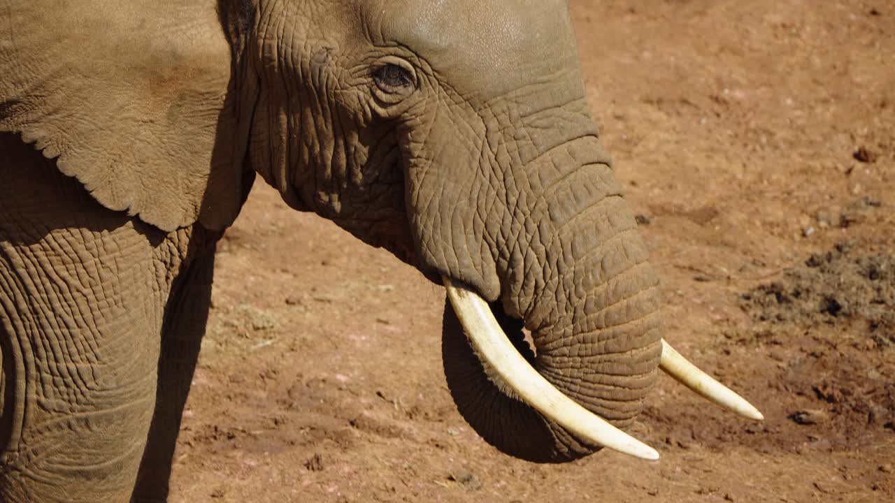 A close-up of an African elephant standing up and raising its trunk. The clip captures the movement and strength of the mammal in the wild, highlighting the trunk’s flexibility