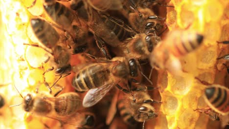 detailed super closeup within a hive in a honeycomb making out a colony of wild apis mellifera carnica or european honey bees with specimen coming and going