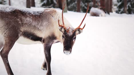 wild reindeer in lapland freezing forest with snow in the back