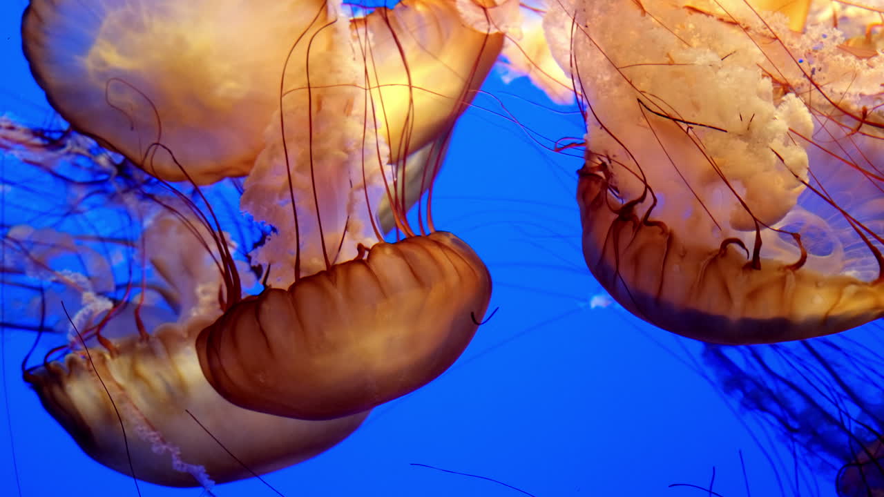 Mesmerizing glowing jellyfish with long tentacles swim and drift through a deep blue aquarium