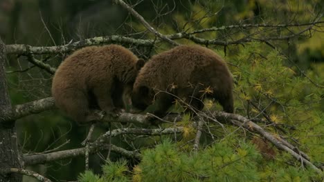 cinnamon bear cubs playfully bite each other high up on tree branch slomo cute