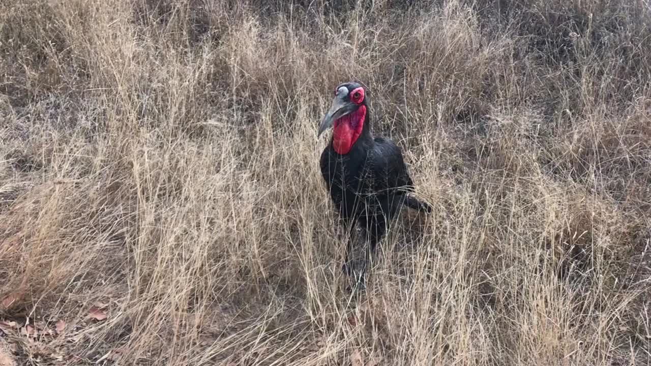 cálao de tierra del sur adulto en la hierba infla bolsa de cuello rojo