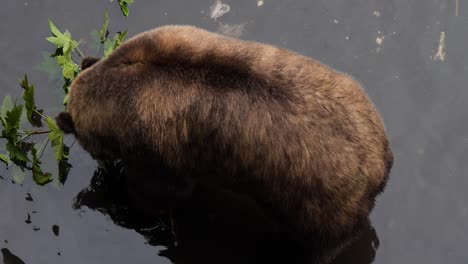 un oso marrón masticando una rama. alaska