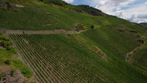 flight toward a vineyard