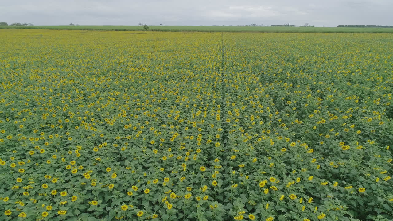 Ripresa aerea di un enorme campo coltivato a girasoli che ne rivela le dimensioni.