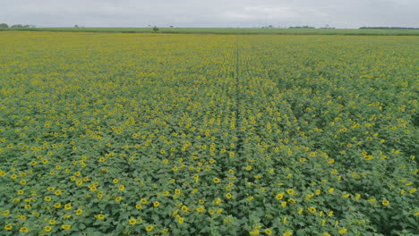 huge sunflower crop field aerial shot revealing its dimension