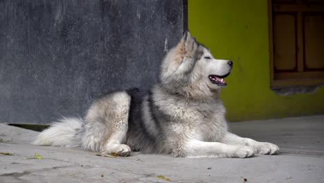 A-husky-lying-outside-of-a-house-looking-inside