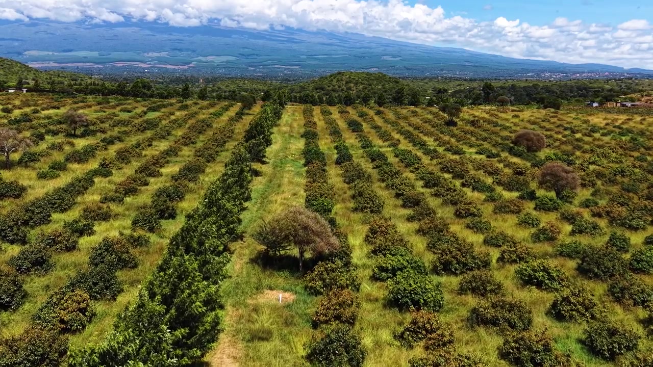 Plantación de aguacates Hass en Kenia, agricultura solar, riego de plantaciones, agricultores ecológicos.