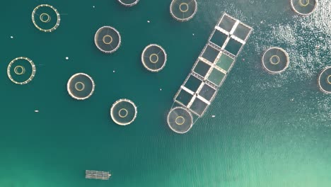 Top-Down-Aerial-View-of-Two-Dozen-Farm-Fishing-Pods-in-Clean-Water