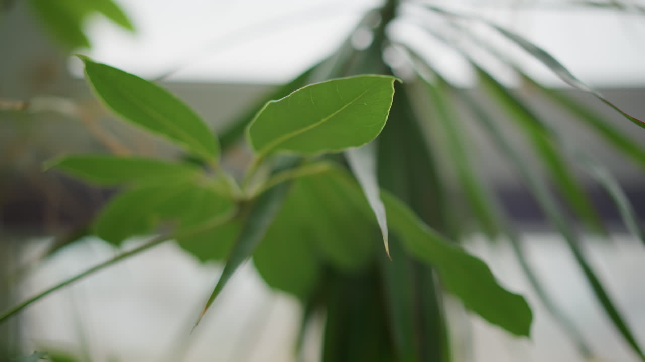 Green leaves of indoor plant in natural light with blurred background, closeup focus on leaf detail and texture highlighting fresh organic growth and soft depth of field effect creating calm natural atmosphere