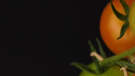 slow panning shot of green and red cherry tomatoes hanging on a tomato bus