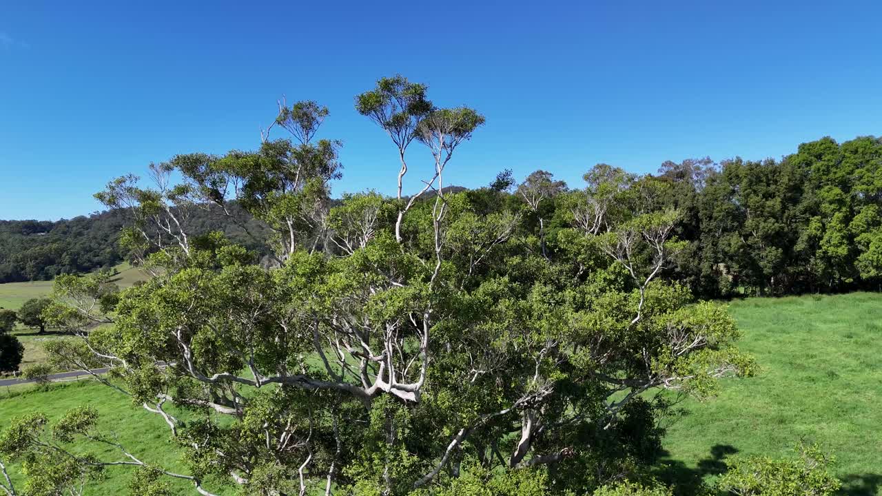 Aerial footage of a vibrant tree in a green landscape under clear blue skies, showcasing natural beauty in Bellingen, NSW