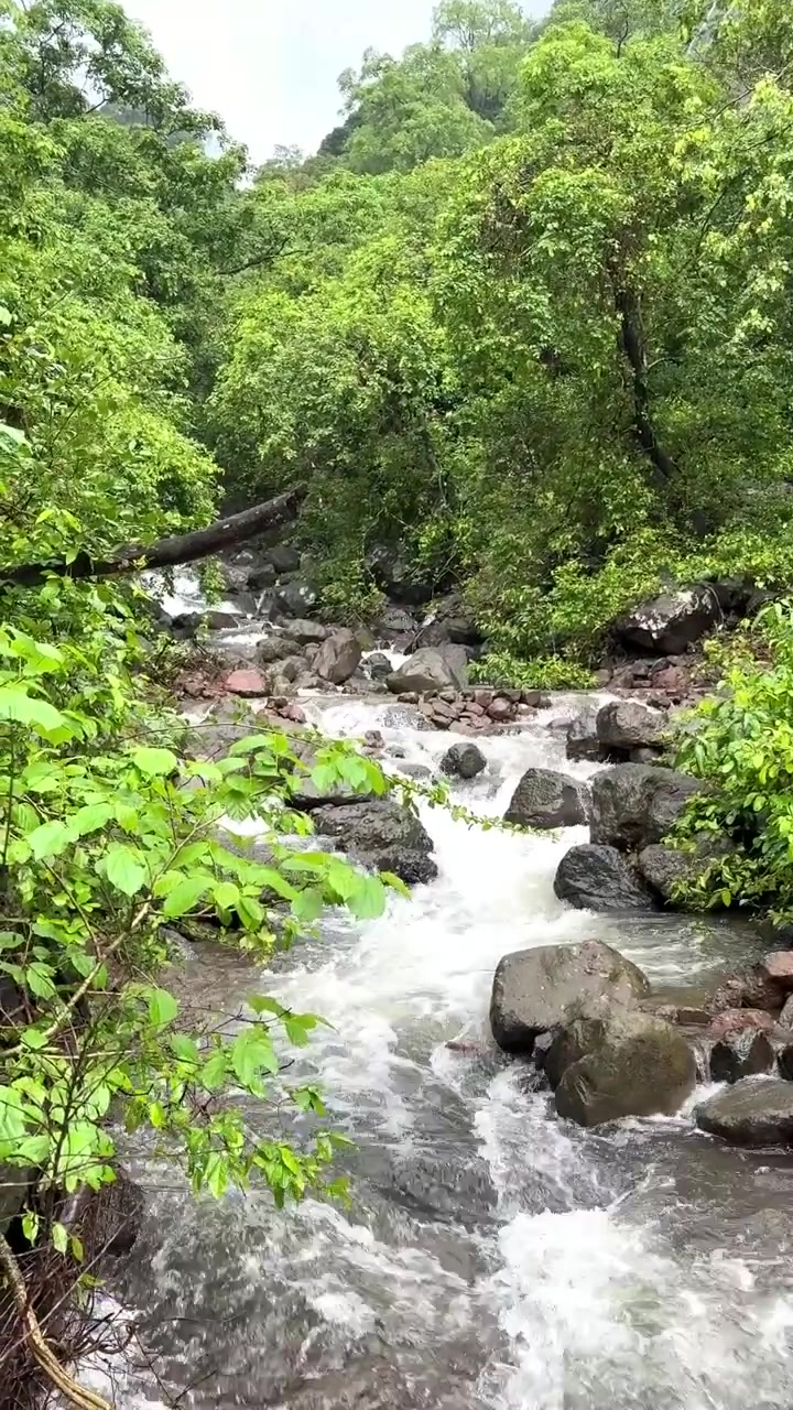 Corso d'acqua stagionale che scorre attraverso la lussureggiante catena montuosa Sahyadri durante il monsone in Maharashtra, India.
