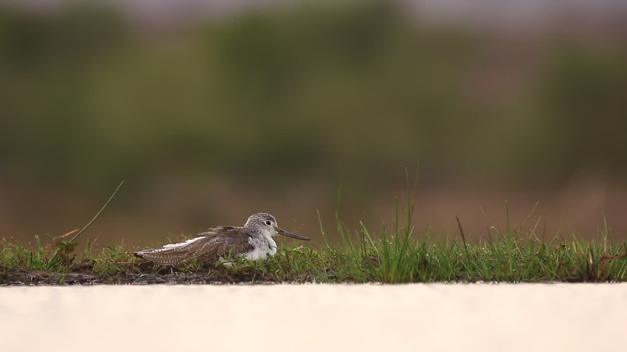 una vista desde una laguna fotográfica hundida en la reserva de caza privada de zimanga en un día de verano de aves alimentándose y bebiendo como este lavandero común