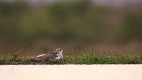 Ein-Blick-Von-Einem-Versunkenen-Fotografischen-Lagunenversteck-Im-Privaten-Wildreservat-Zimanga-An-Einem-Sommertag,-An-Dem-Vögel-Wie-Dieser-Flussuferläufer-Fressen-Und-Trinken