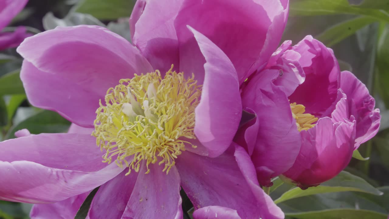 Natures Pink Wild Peony flowers swaying in summer breeze Close-up