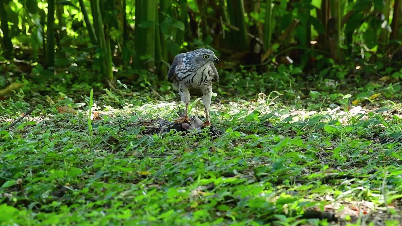 shikra alimentándose de otro pájaro en el suelo, esta ave de rapiña atrapó un pájaro para desayunar y estaba ocupado comiendo, luego se asustó y se fue