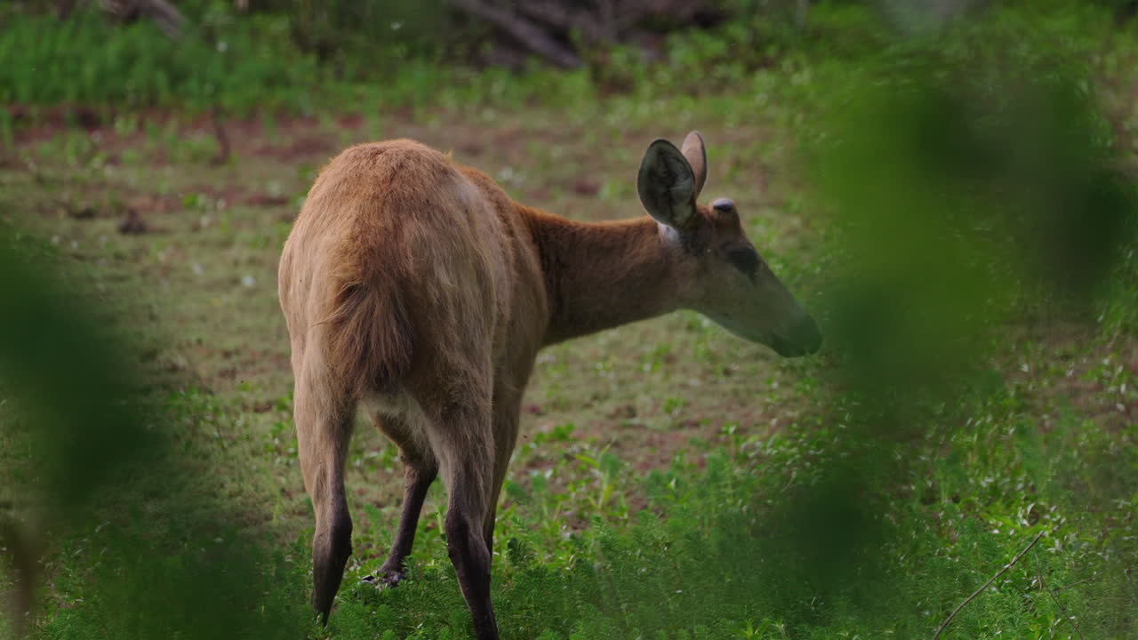 Wild marsh deer buck in springtime new antlers growing