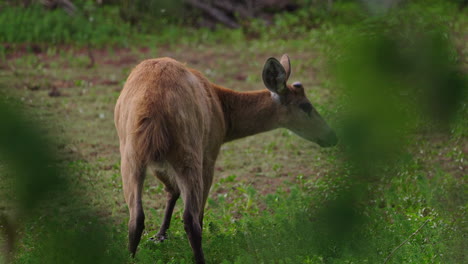 wild marsh deer buck in springtime new antlers growing