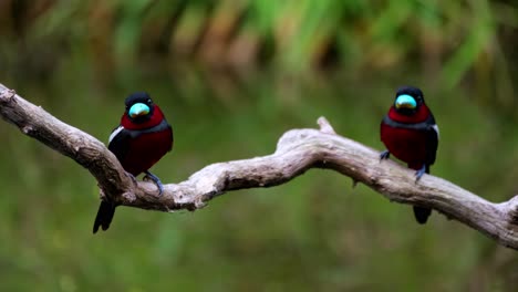 two individuals facing front looking around and yawning, black-and-red broadbill, cymbirhynchus macrorhynchos, kaeng krachan national park, thailand