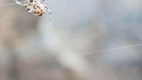araña tejedora de orbes trabajando en su web