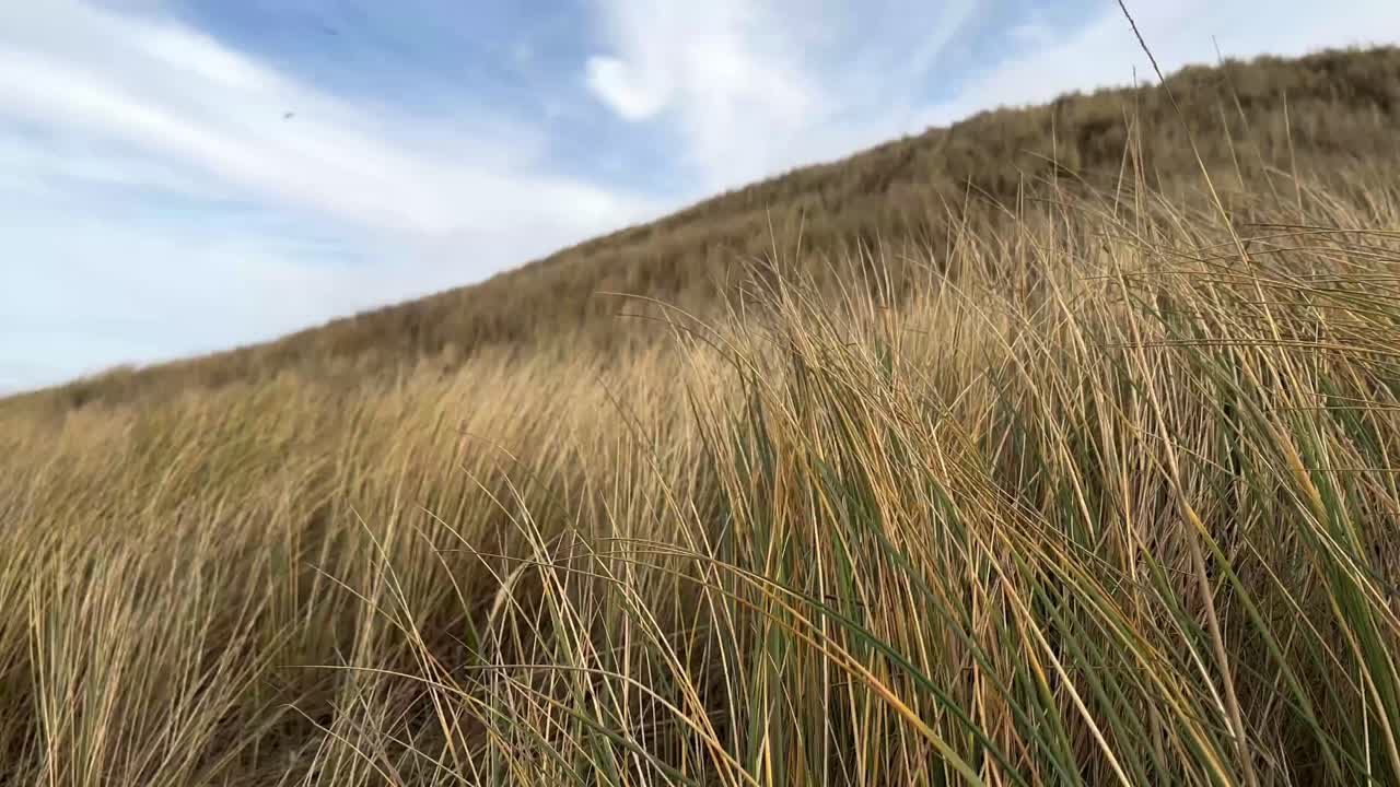 Primo piano dell'erba delle dune che ondeggia delicatamente sulla spiaggia, sullo sfondo cielo blu e nuvole estive - rallentatore