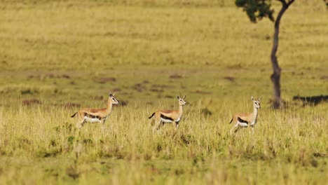 slow motion of alert thomsons gazelle alarm call while cheetah hunting on a hunt in africa, african wildlife safari animals in masai mara, kenya in maasai mara, amazing animal behavior