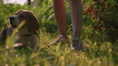 brown dog on leash laying low on grassy field with someone standing by, dog curiously looking around surrounded by lush greenery under sunny day