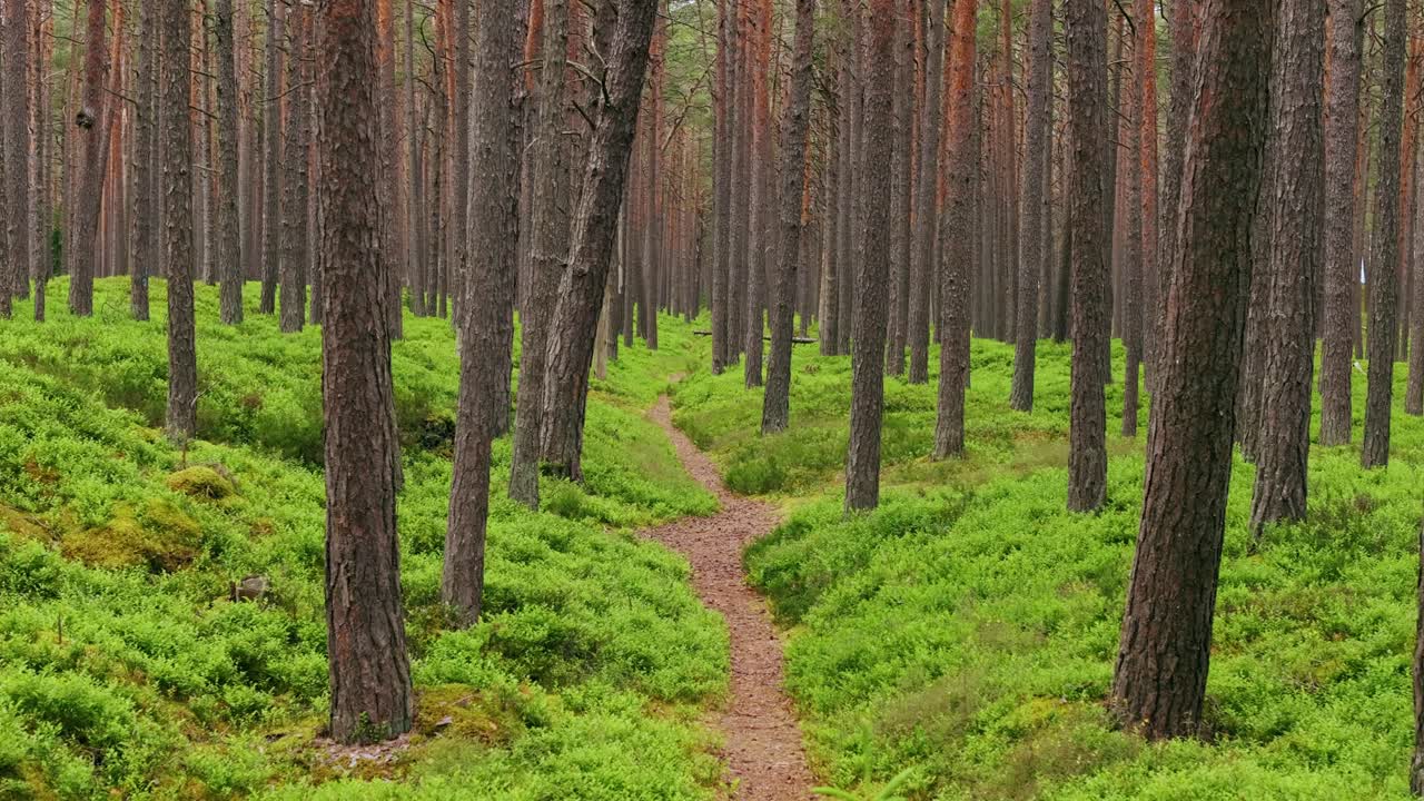 Smooth aerial forward flight through pine woods as hidden trails emerge