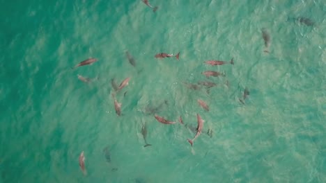aerial drone footage  of  a group of short-beaked common dolphins playing in beautiful green blue shallow water. pod of dolphins playing.