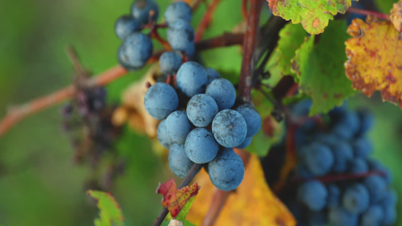 макросъемка грозди спелого винограда с листьями папоротника в солнечный день, движущегося в сильный ветер перед сбором урожая и приготовлением вина в регионе южная моравия, снятая в разрешении 4k 60fps