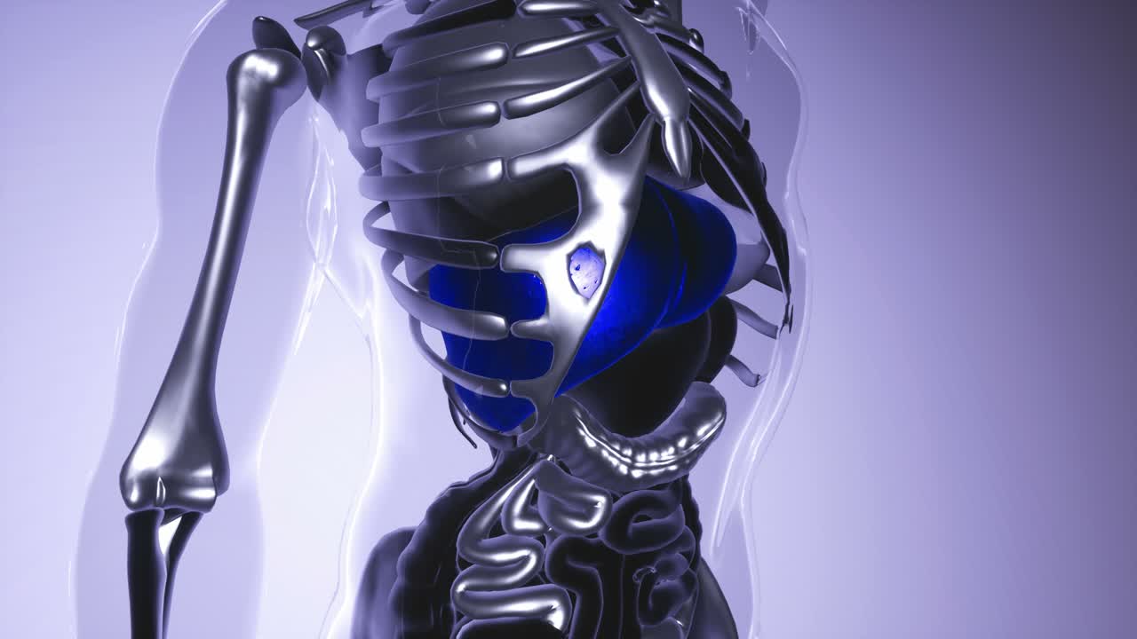 모든 장기와  ⁇ 를 포함한 인간 간 모델