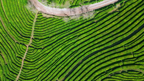 las filas de la plantación de té aérea que crecen en el campo. hermosa granja agrícola.