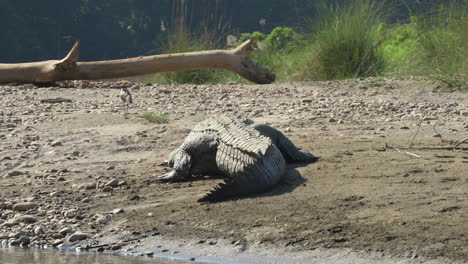 un cocodrilo ladrón descansando en la orilla de un río con la selva en el fondo