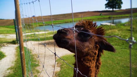 un primer plano de una alpaca marrón comiendo de una mano de alimentación a través de la cerca