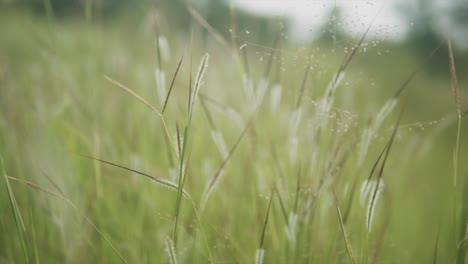 a close up shot of thick lush green grass swaying in the morning breeze in a field on a beautiful day, india