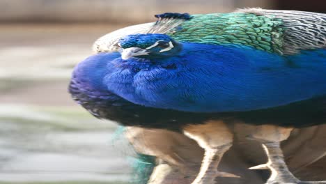 El pavo real