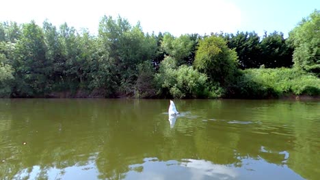 swan dives to feed underwater on river wye with wild green background