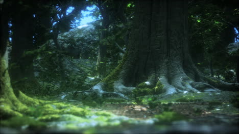 the primeval forest with mossed ground
