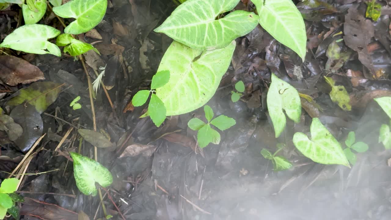 Low smoke drifts across arrowhead plant leaves on rainforest floor, soft daylight, static overhead shot