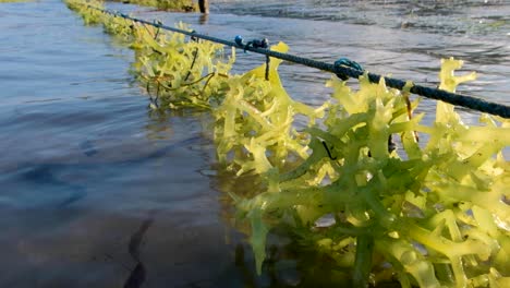 close up of edible, delicious, green clumps of seaweed ready for harvest in ocean on tropical island seaweed farm in southeast asia