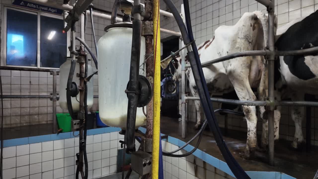 Slow motion view of dairy cows being milked, with milk flowing into a container inside a working farm