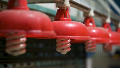 narrow close-up view of red lanterns at a closed indoor wet market in hong kong, china. lanterns are a traditional and iconic element of local market decor.