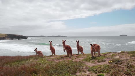 vista aérea del canguro rojo, en australia - osphranter rufus - dando vueltas, disparo de drones