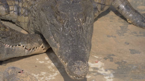 Hungriges-Krokodil-Beim-Fressen