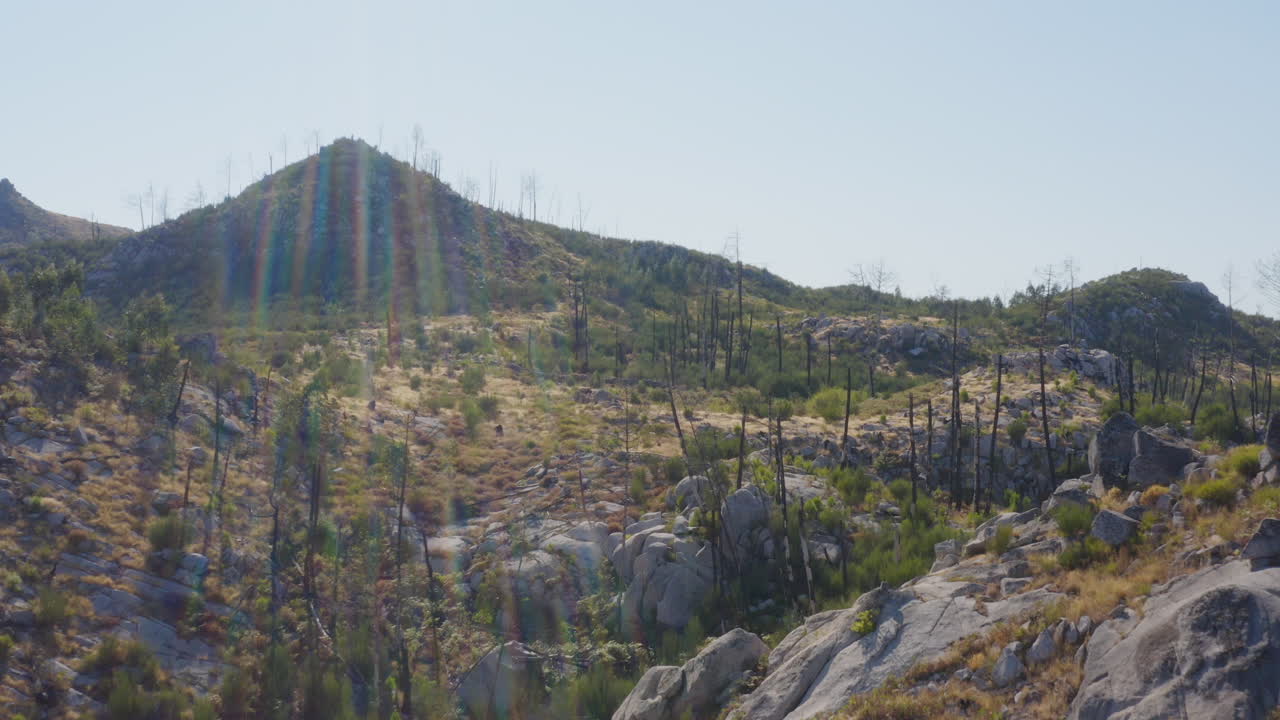 árboles quemados en un paisaje verde